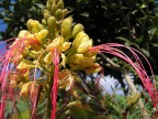 Fiore Fiore