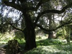 Albero - Ninfa - Latina