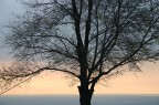 Albero al Tramonto