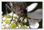 Mosca Mosca