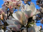 Primavera Primavera