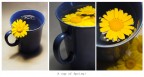 A cup of Spring! A cup of Spring!
