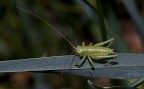 Tettigonia viridissima