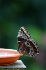 Butterfly ... Butterfly ...