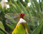 Libellula Rossa