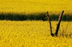 GIALLO ROMANO 2° GIALLO ROMANO 2°