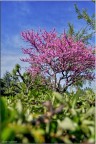 Verde.....magenta e azzurro Verde.....magenta e azzurro