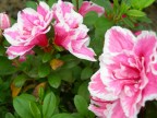 azalea azalea