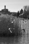 sequenza di volo sequenza di volo