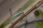 La mia prima Libellula
