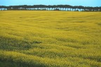 Colline gialle, tre giorni dopo Colline gialle, tre giorni dopo