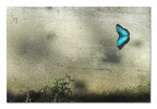 Al muro Al muro