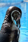 PINGUINO PINGUINO