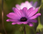 fiore fiore