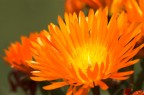fiore arancione fiore arancione