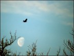 C_R_mOon_W C_R_mOon_W