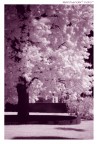 Infra Tree Infra Tree