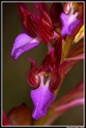 Orchis Papilionacea Orchis Papilionacea
