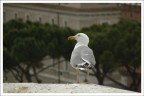 ... ma il mare dov'è? ... ... ma il mare dov'è? ...