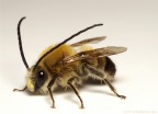 Eucera sp. Eucera sp.