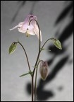 aquilegia rosa aquilegia rosa