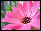 UN FIORE UN FIORE