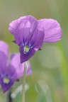 Violetta parco Amiata Violetta parco Amiata