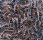 Nido di processionaria