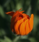 orange orange