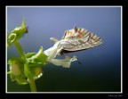 Farfallina Farfallina