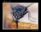 Mosca....