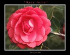 Camelia Camelia