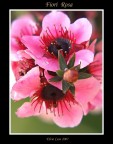 Fiori rosa Fiori rosa