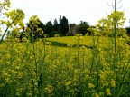 yellow yellow