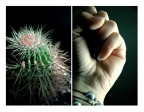 without thorns without thorns