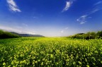 Primavera Primavera
