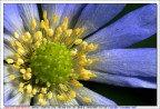 Fiore Fiore