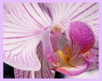 .:Orchidea:. .:Orchidea:.