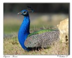 Eleganza - Pavone Eleganza - Pavone