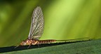 Lucifero .. Lucifero ..