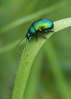 discesa pericolosa discesa pericolosa