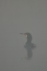 Cormorano nella nebbia