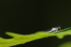 Libellula