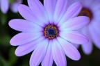 more than a flower more than a flower