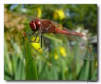 Libellula rossa 3 Libellula rossa 3