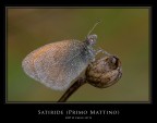Satiride Satiride