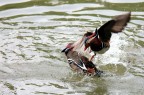 Karate quack Karate quack