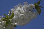 Primavera Primavera