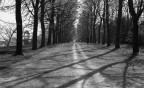viale alberato viale alberato