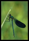 Libellula su stelo Libellula su stelo
